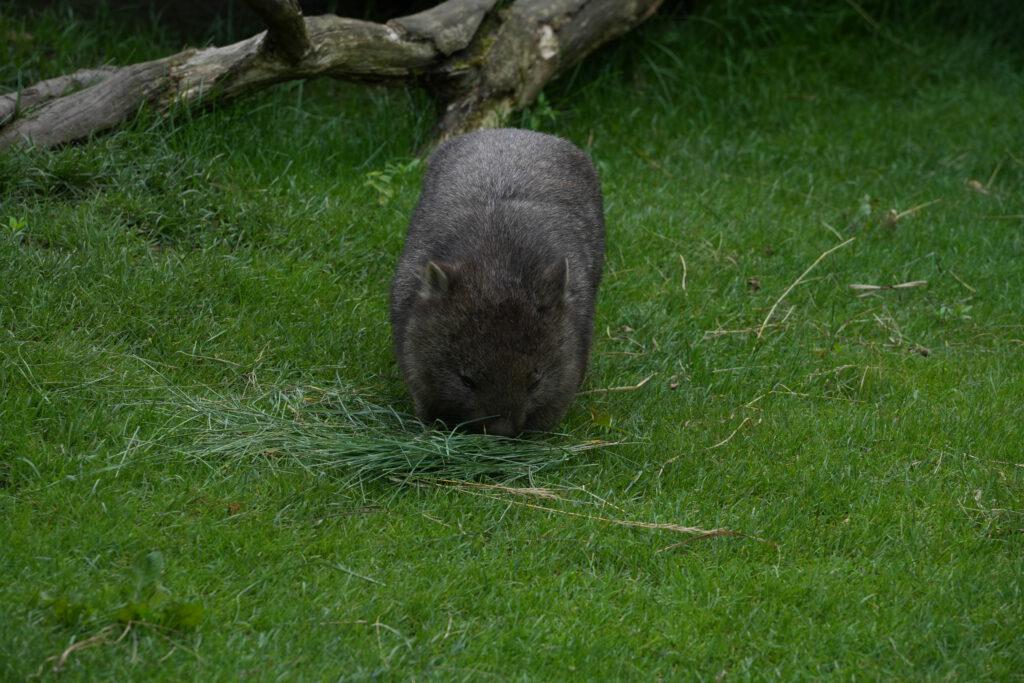 Zoo Prag