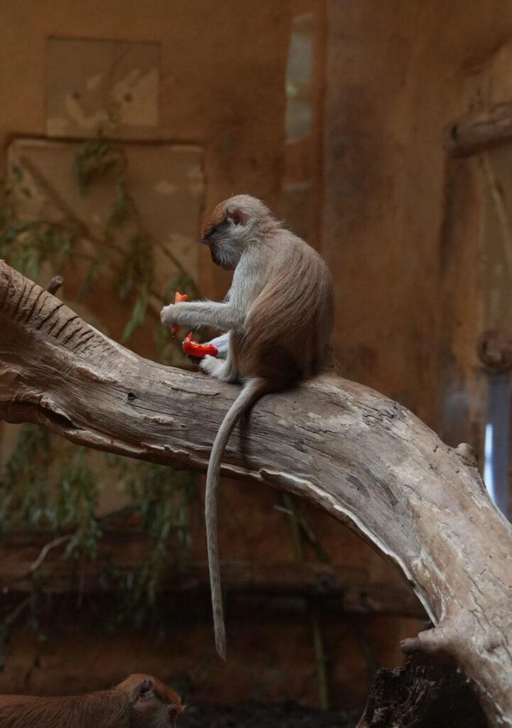 Zoo Rostock