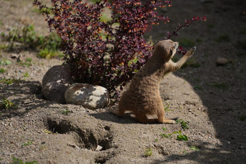 Zoo Schwerin