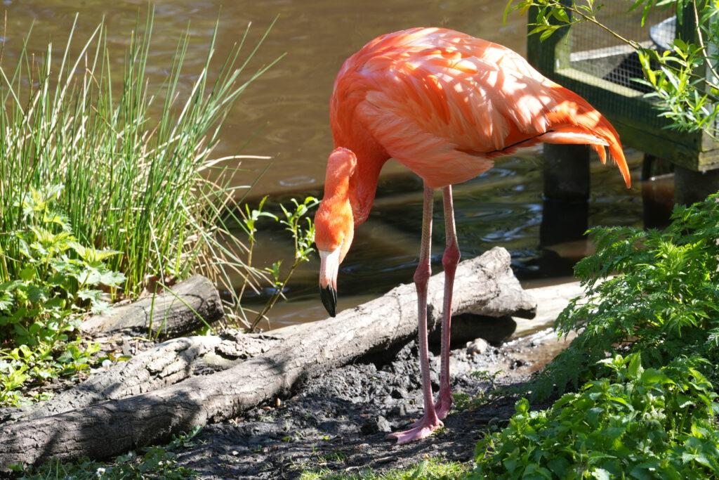 Zoo Schwerin
