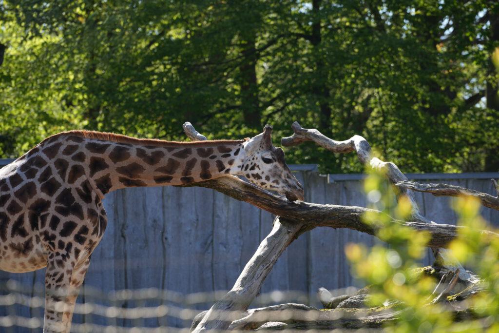 Zoo Schwerin