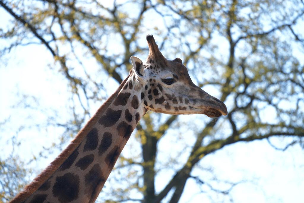 Zoo Schwerin