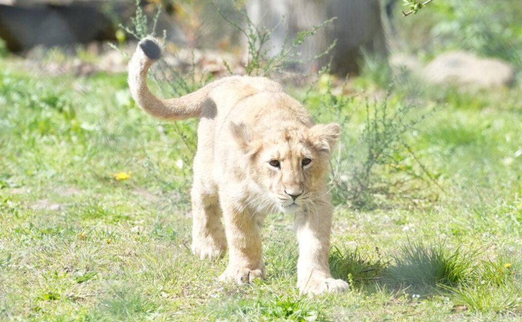 Zoo Schwerin