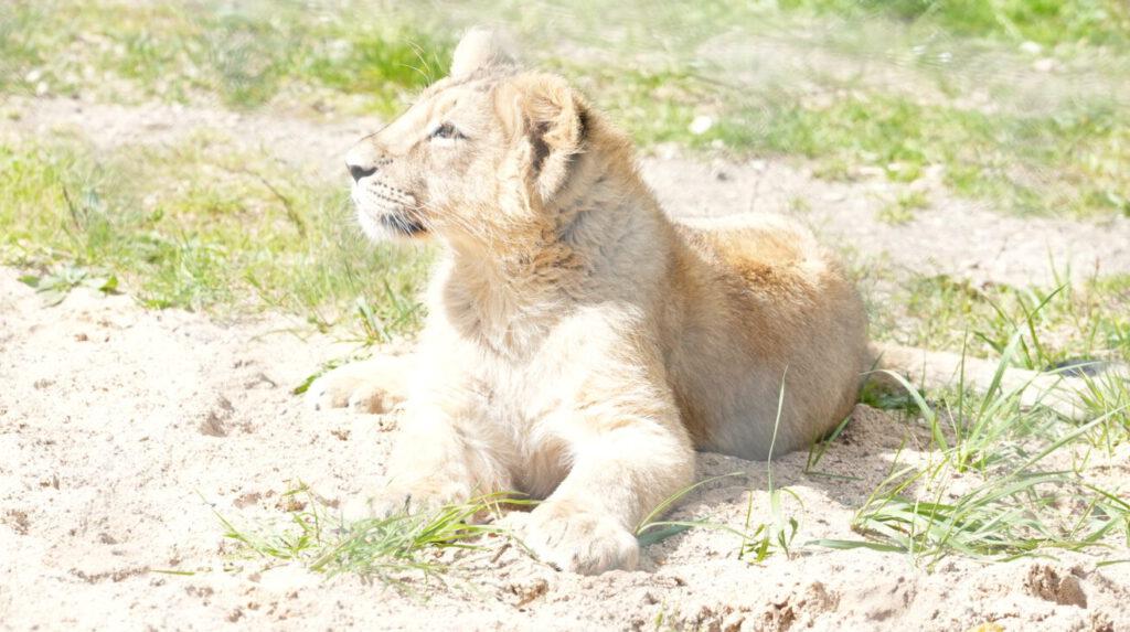Zoo Schwerin