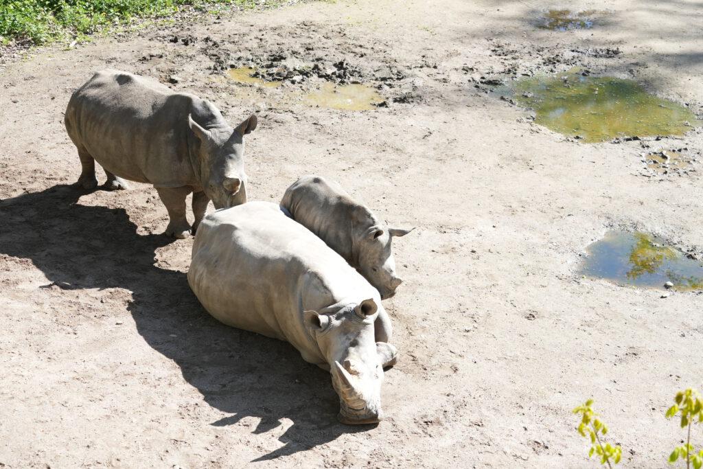 Zoo Schwerin