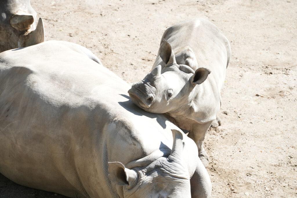 Zoo Schwerin
