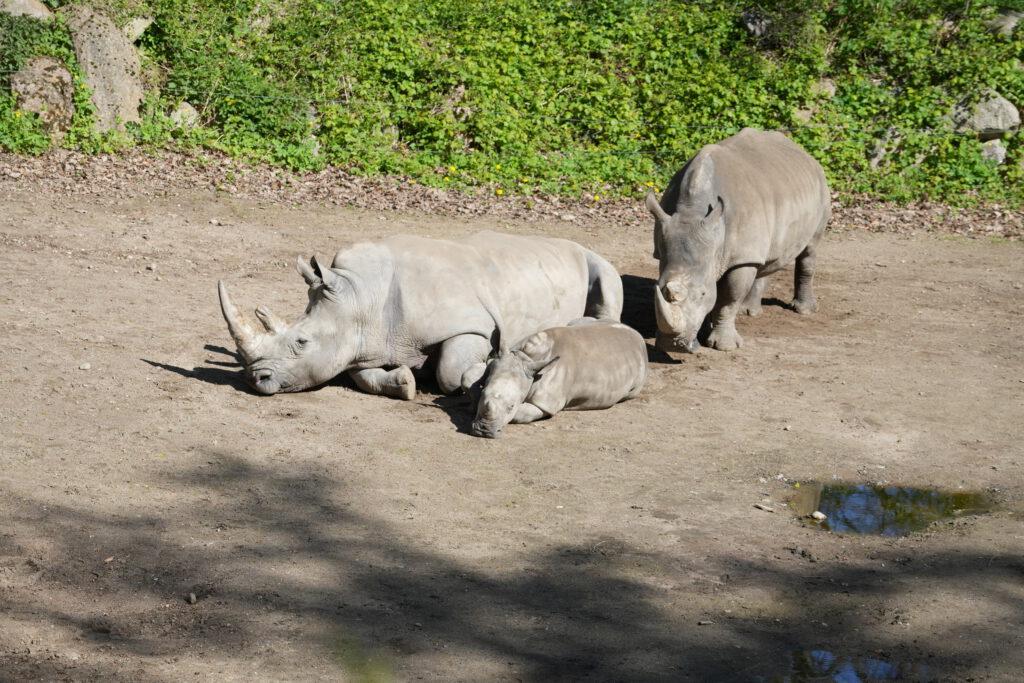Zoo Schwerin