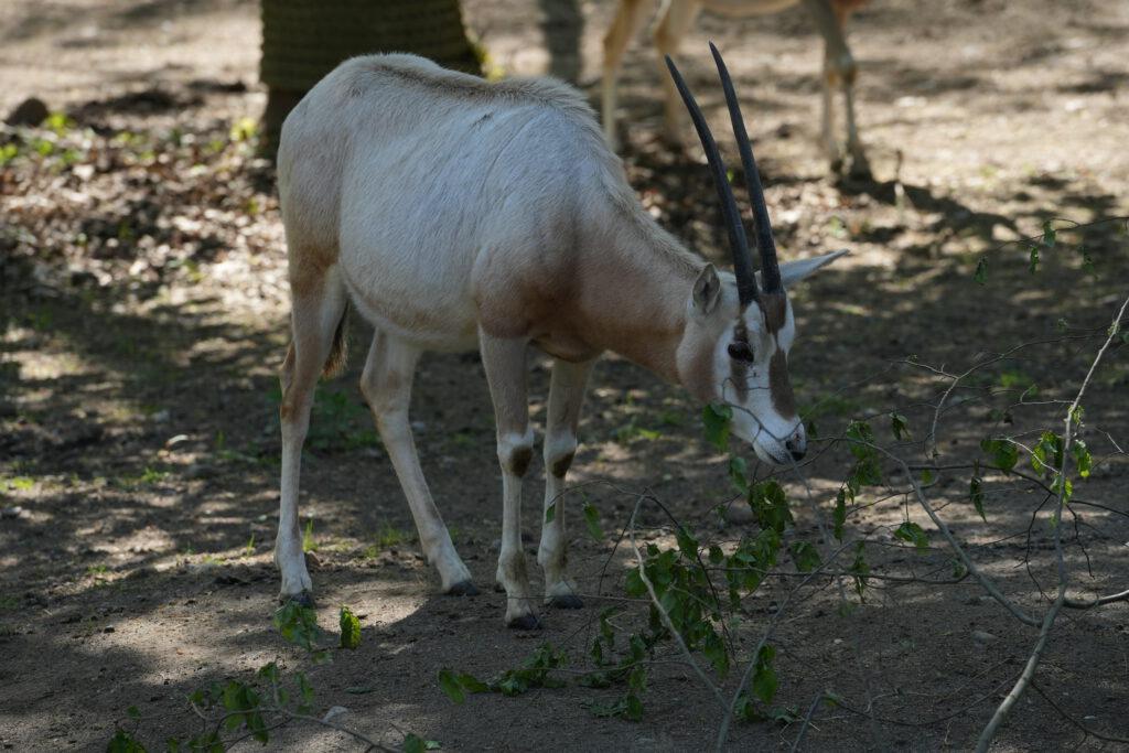 Zoo Schwerin