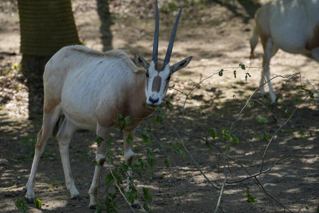 Zoo Schwerin
