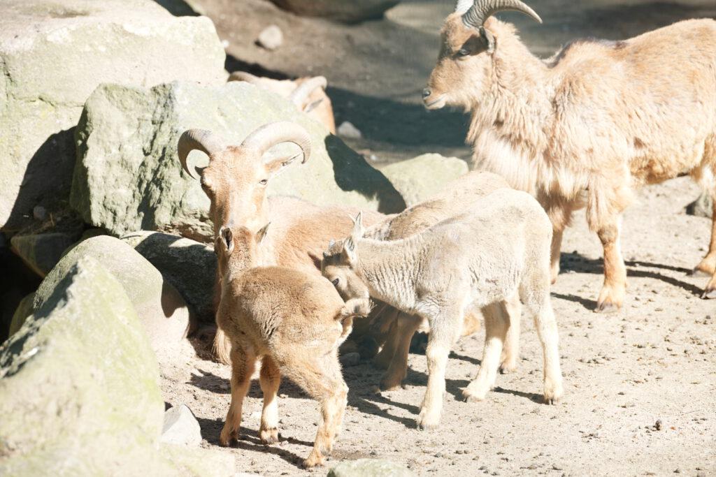 Zoo Schwerin
