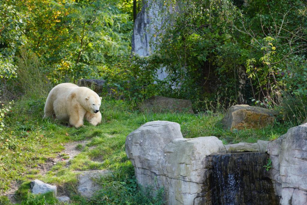 06-10-2024_Hannover_Eisbär_01