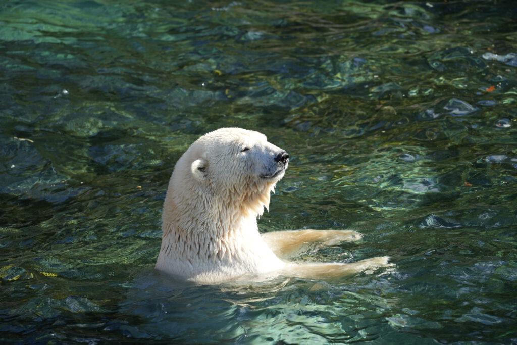 06-10-2024_Hannover_Eisbär_02