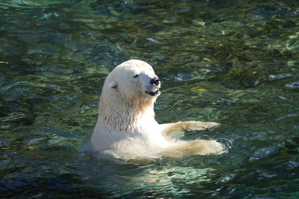 06-10-2024_Hannover_Eisbär_03