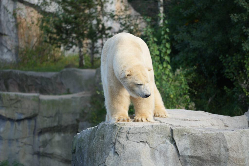 06-10-2024_Hannover_Eisbär_04