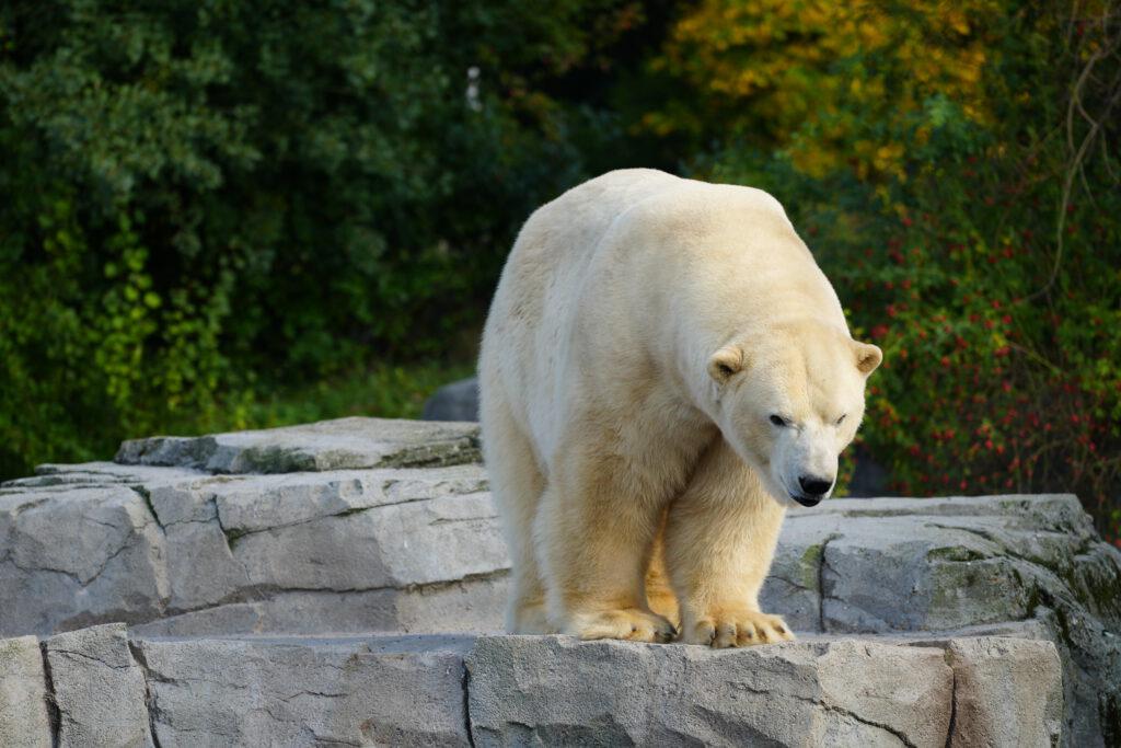 06-10-2024_Hannover_Eisbär_05