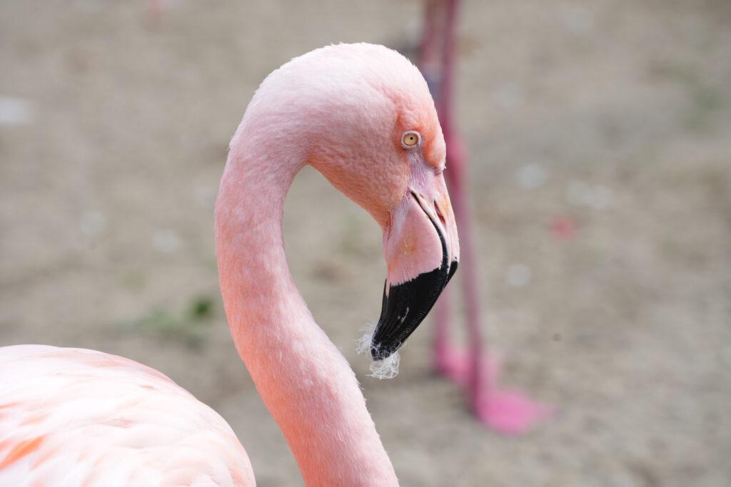 06-10-2024_Hannover_Flamingo_09