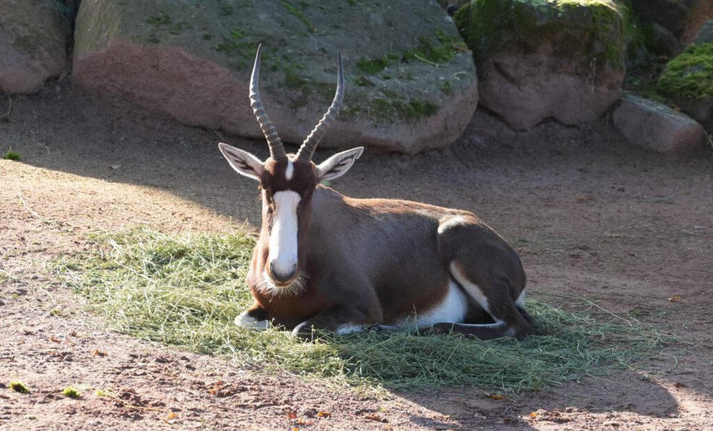 06-10-2024_Hannover_Gazelle_01