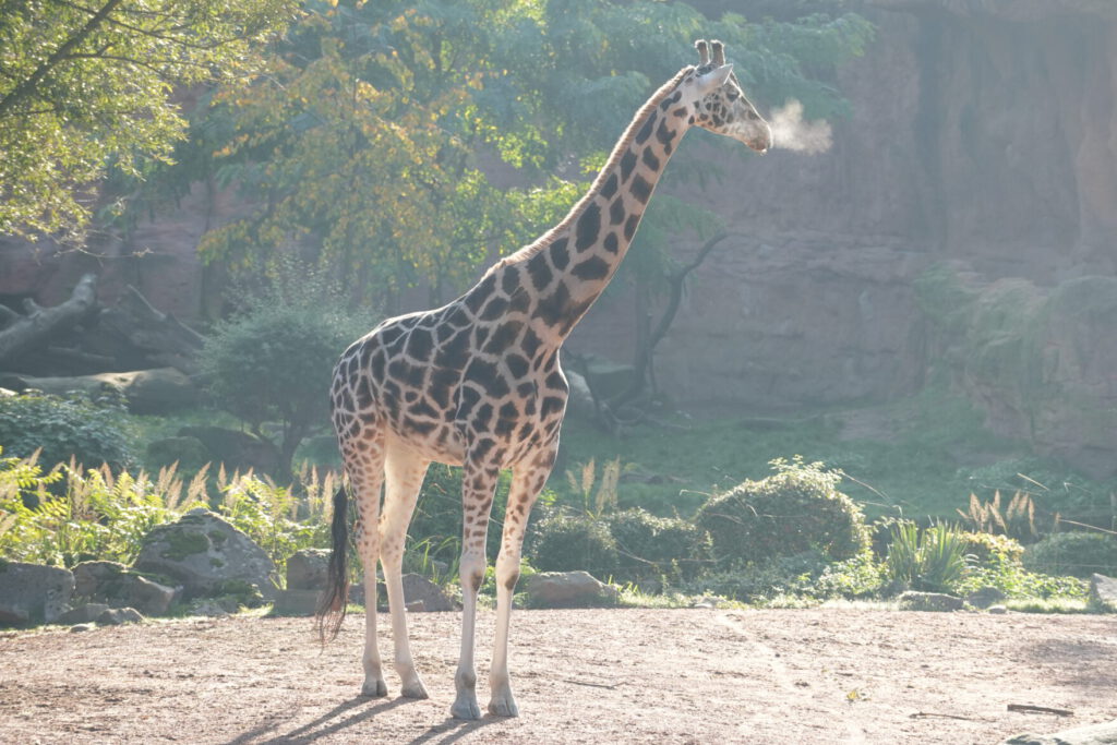 06-10-2024_Hannover_Giraffe_02