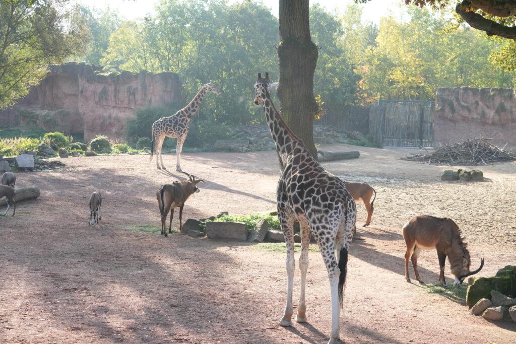 06-10-2024_Hannover_Giraffe_03
