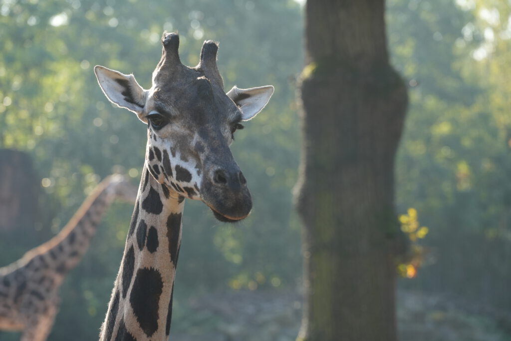 06-10-2024_Hannover_Giraffe_04