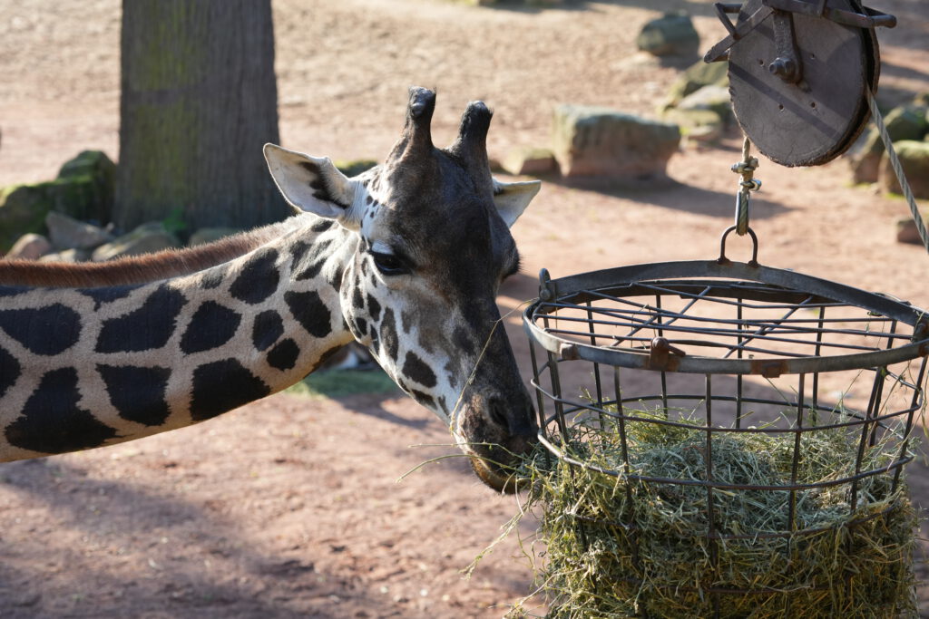 06-10-2024_Hannover_Giraffe_05