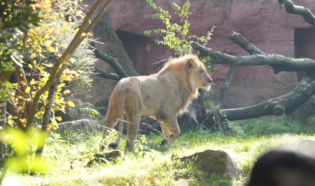 06-10-2024_Hannover_Löwe_01