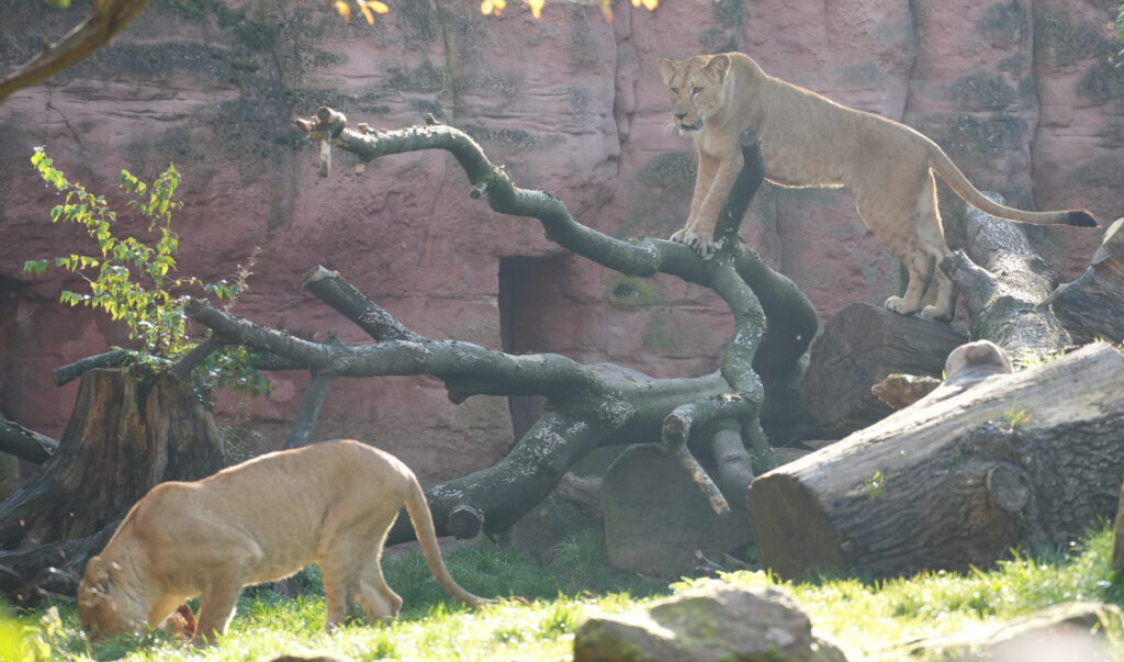 06-10-2024_Hannover_Löwe_05