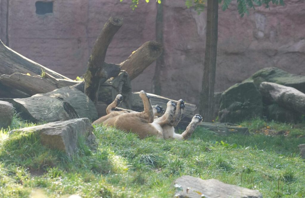 06-10-2024_Hannover_Löwe_09