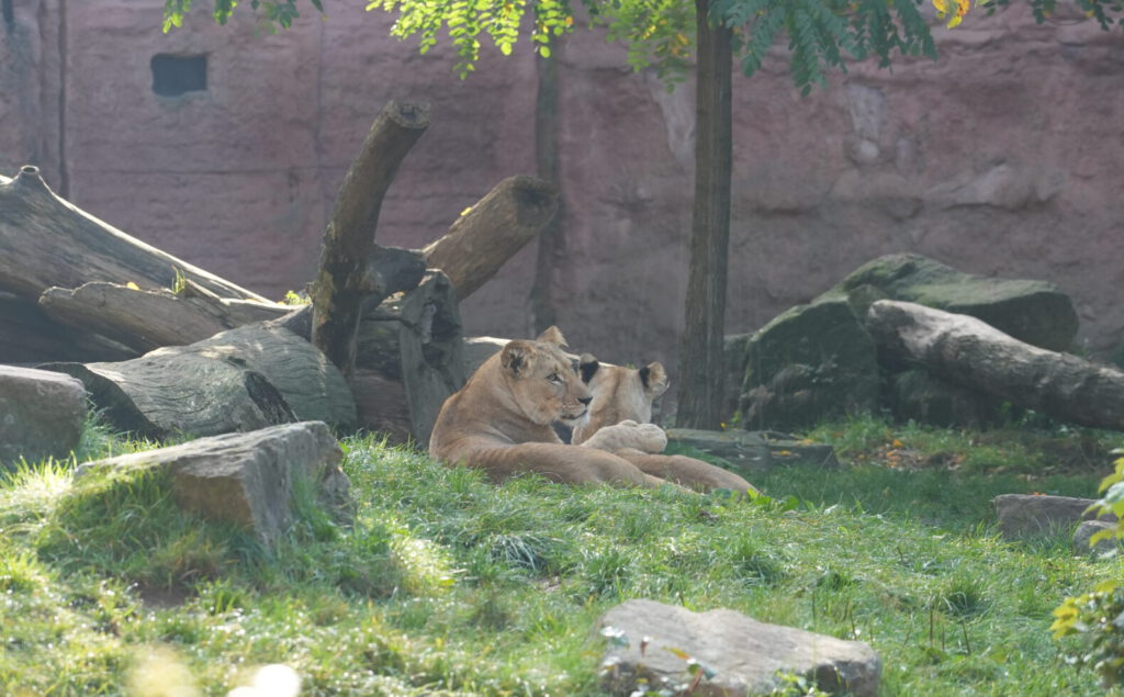 06-10-2024_Hannover_Löwe_10