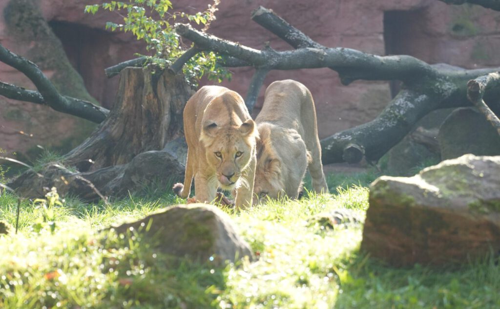 06-10-2024_Hannover_Löwe_11