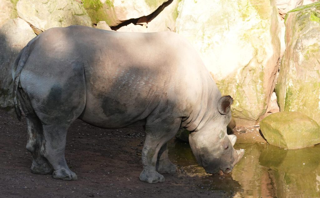 06-10-2024_Hannover_Nashorn_01