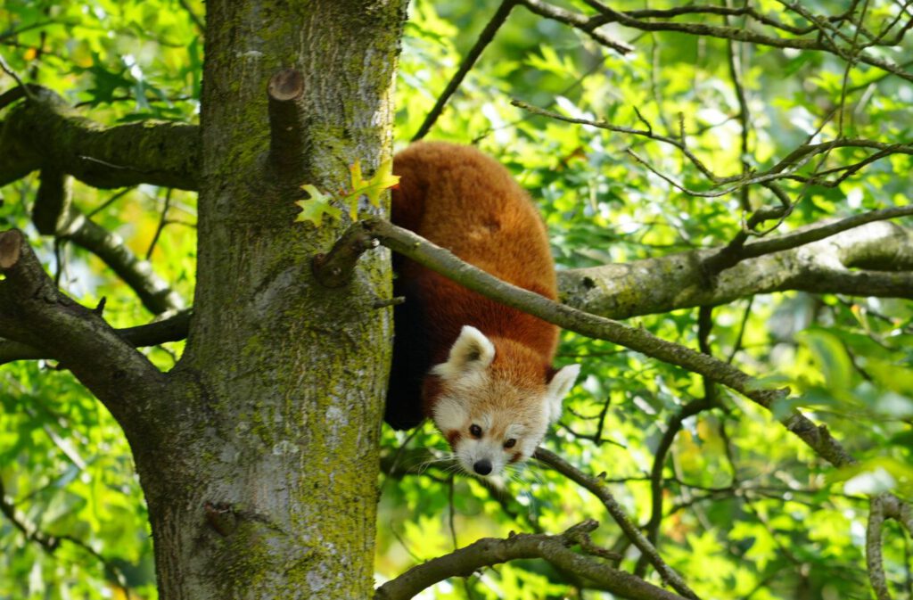 06-10-2024_Hannover_Panda_01