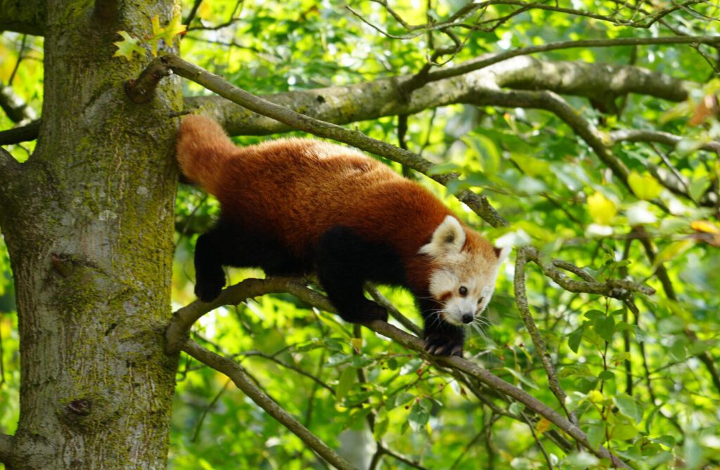 06-10-2024_Hannover_Panda_02