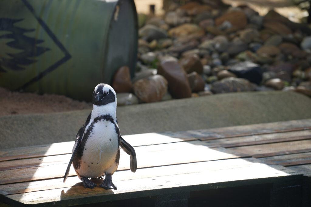 06-10-2024_Hannover_Pinguin_01