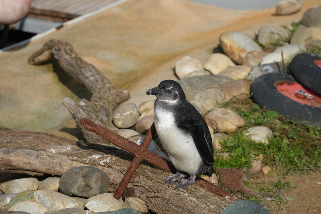 06-10-2024_Hannover_Pinguin_02