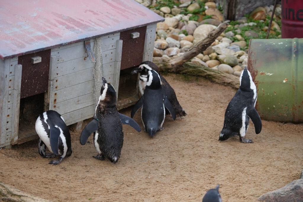 06-10-2024_Hannover_Pinguin_03