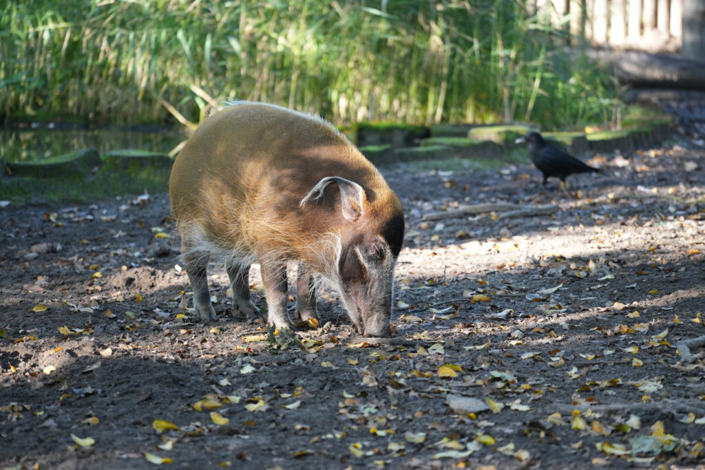06-10-2024_Hannover_Pinselohrschwein_01
