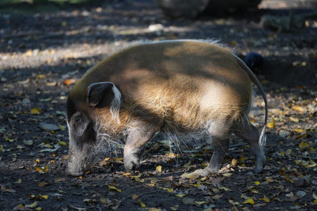 06-10-2024_Hannover_Pinselohrschwein_02