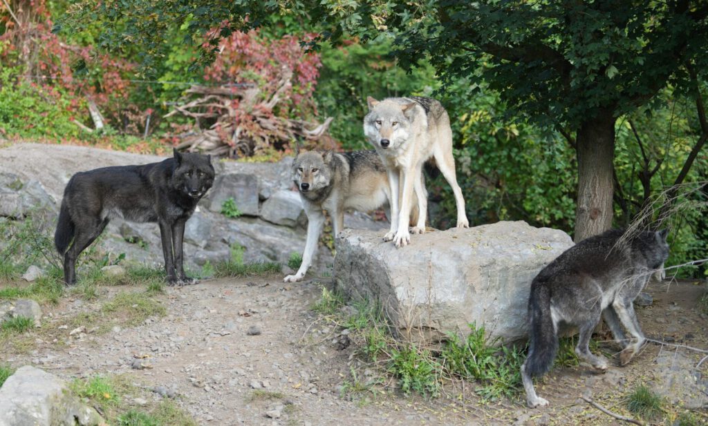 06-10-2024_Hannover_Wolf_05