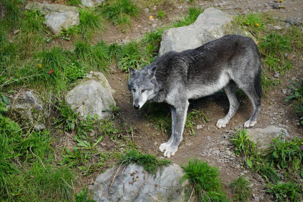 06-10-2024_Hannover_Wolf_07