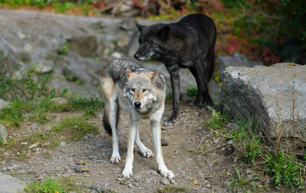 06-10-2024_Hannover_Wolf_09
