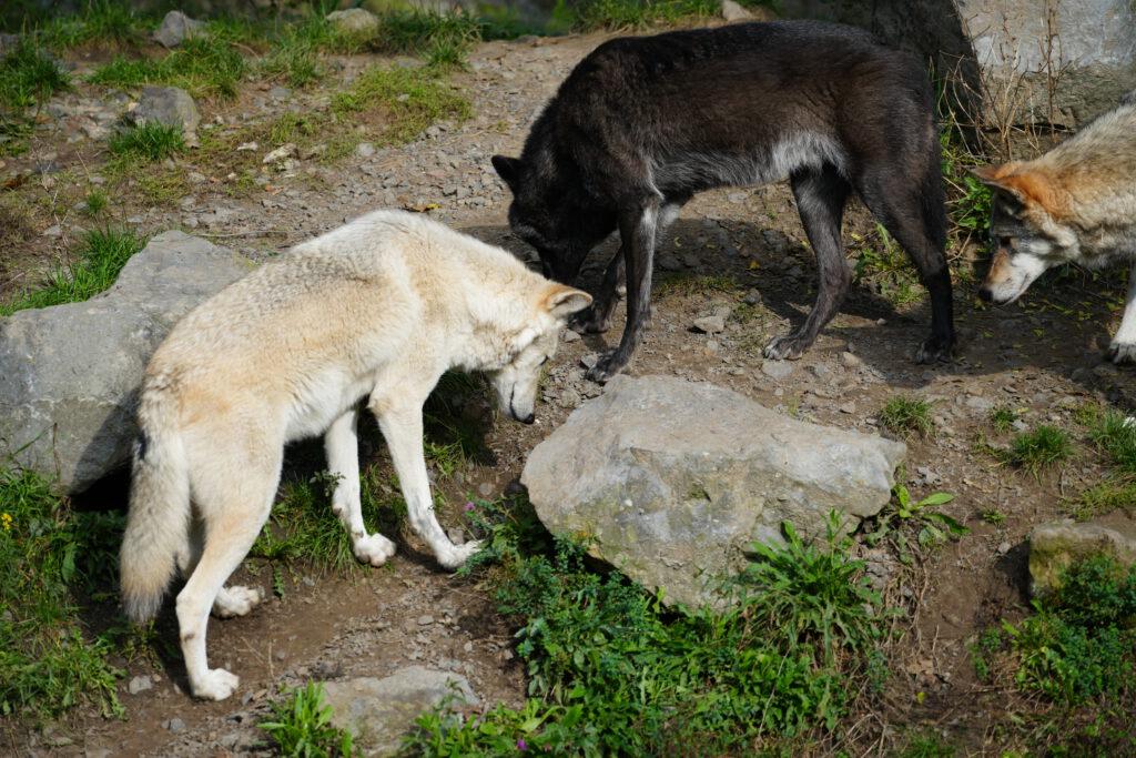 06-10-2024_Hannover_Wolf_12