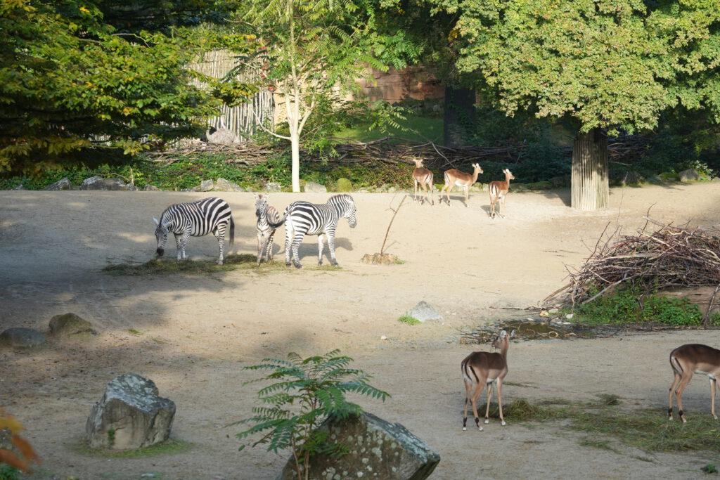 06-10-2024_Hannover_Zebra_01