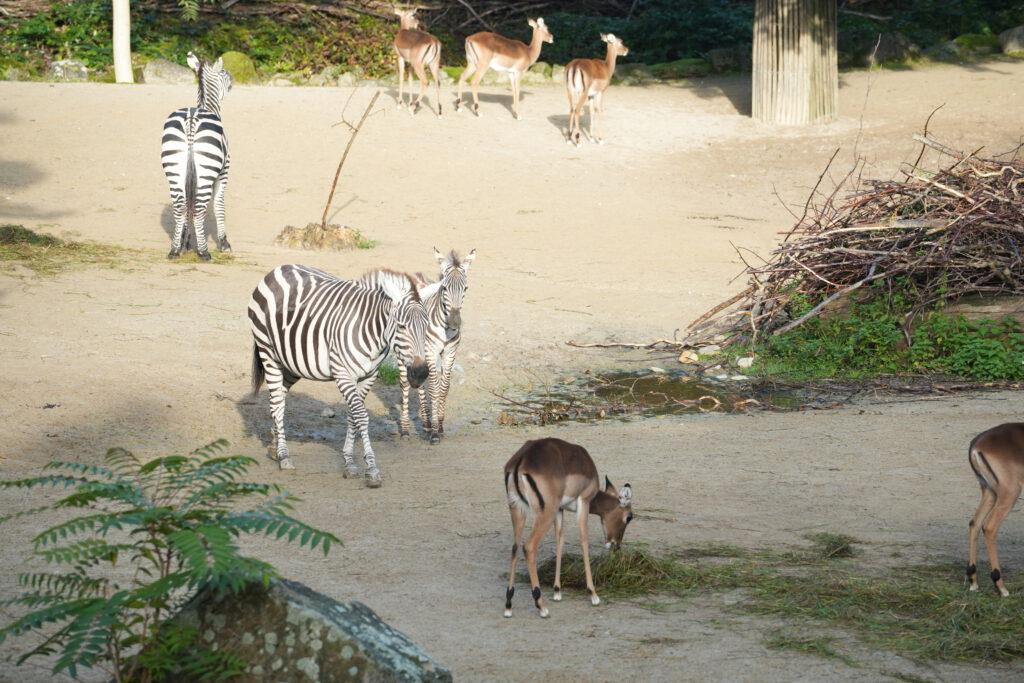 06-10-2024_Hannover_Zebra_02