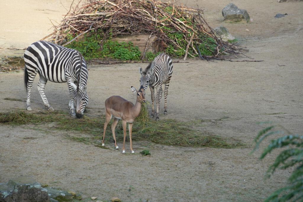 06-10-2024_Hannover_Zebra_03