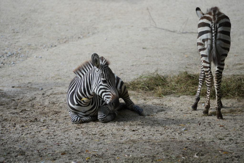 06-10-2024_Hannover_Zebra_06