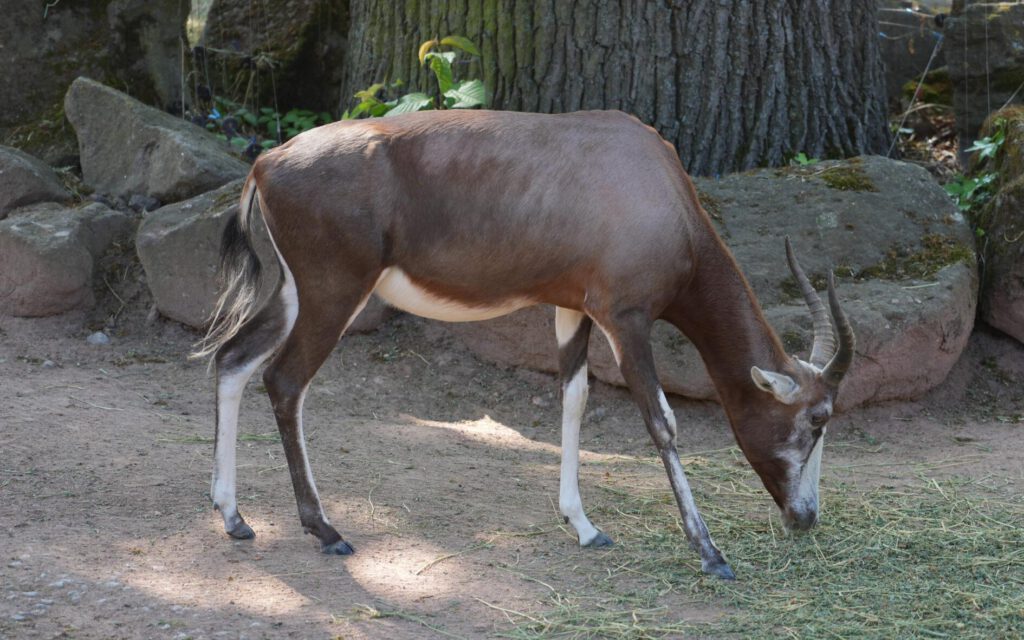 28-04-2025_Gazelle_02