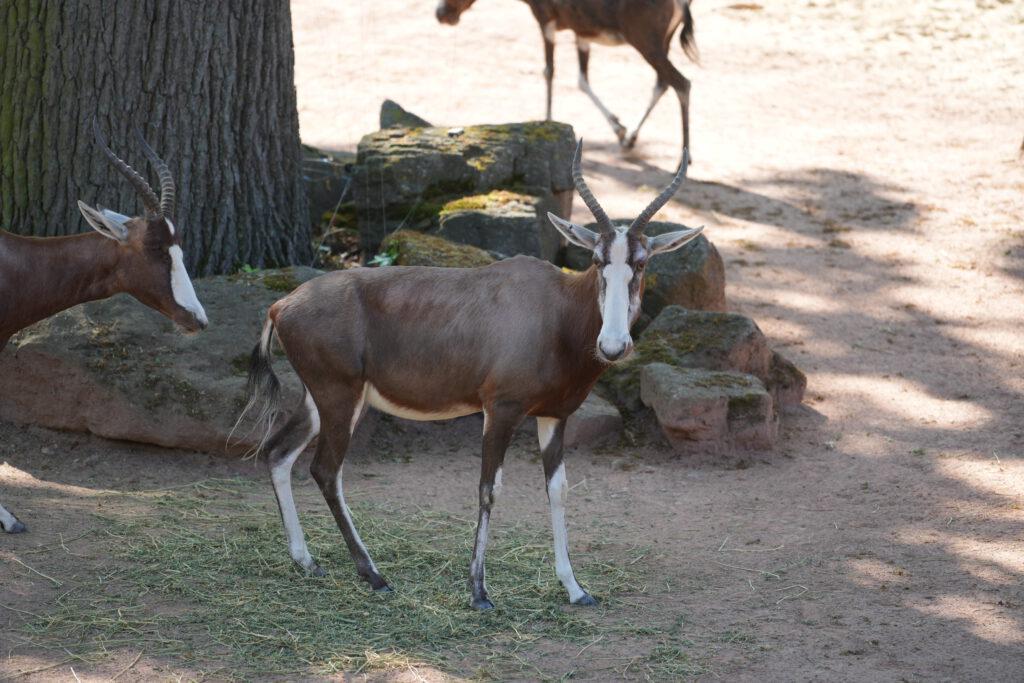 28-04-2025_Gazelle_03
