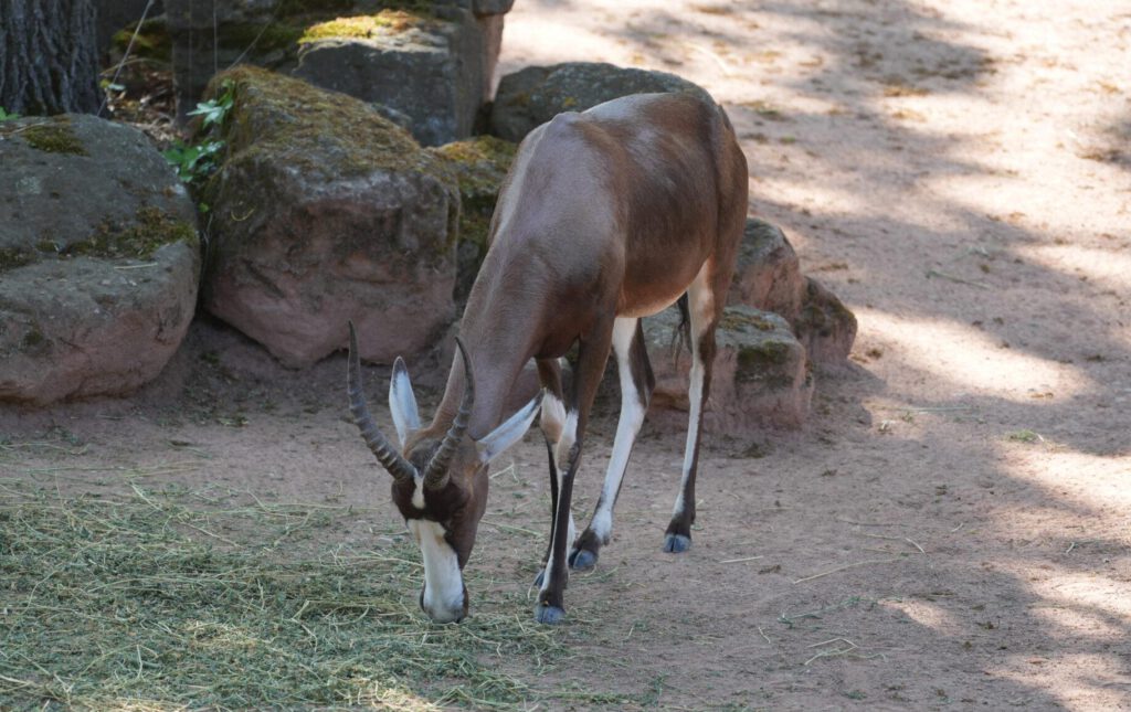 28-04-2025_Gazelle_04