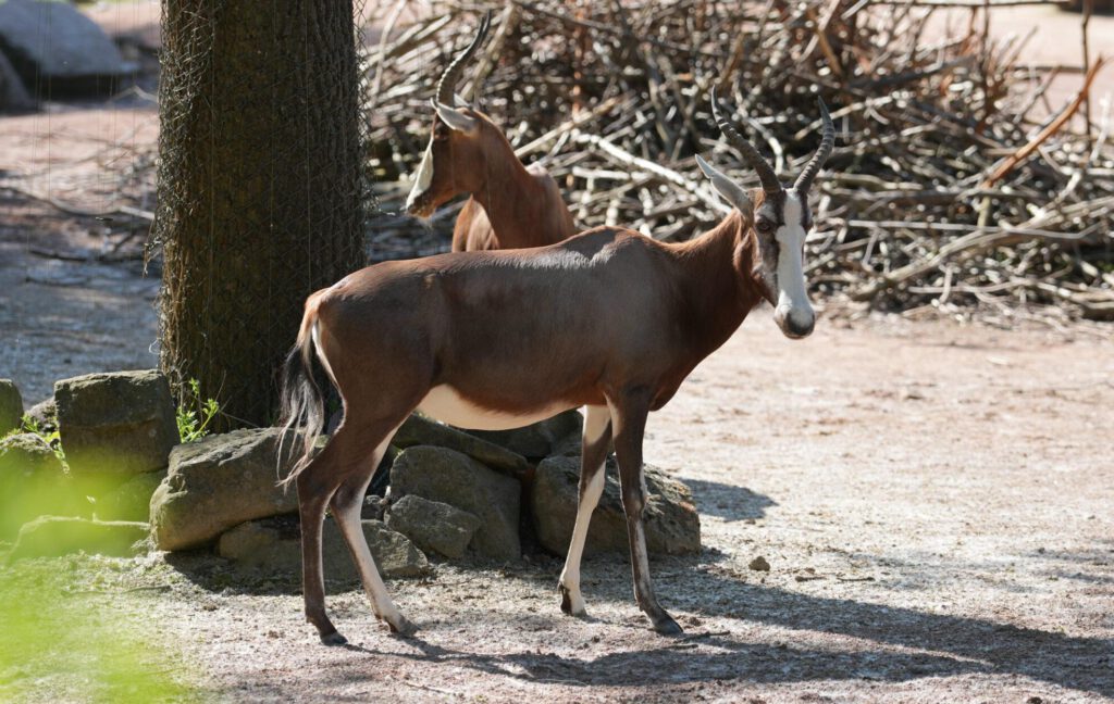 28-04-2025_Gazelle_05